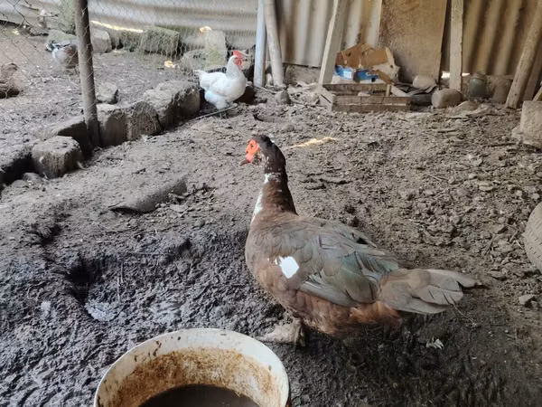 Ducks
