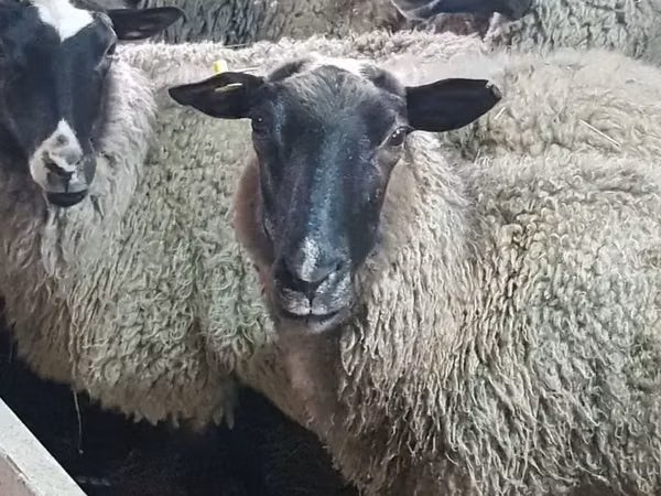 Brebis, Romanov sheep