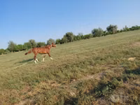 Caballo, Akhal-Teke — foto 2