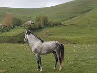 ცხენი, Azerbaijan horse — ფოტო 2