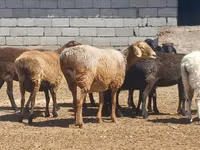 Қошқар, Ordabasy sheep — 3-сурет
