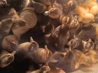 Ducks — foto 1