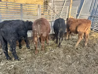 Taureau, Aberdeen-Angus — photo 2