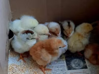 Chickens — ფოტო 2