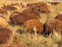 Oveja, Ovejas — foto 2
