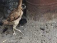 Chickens — foto 3