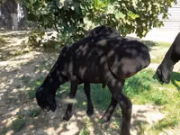Baran, Owce — zdjęcie 1
