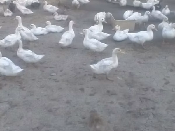 Ducks
