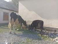 İnək, Holştin irqi — foto 5
