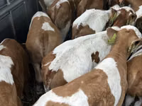 Býk, Simmental cattle — foto 4