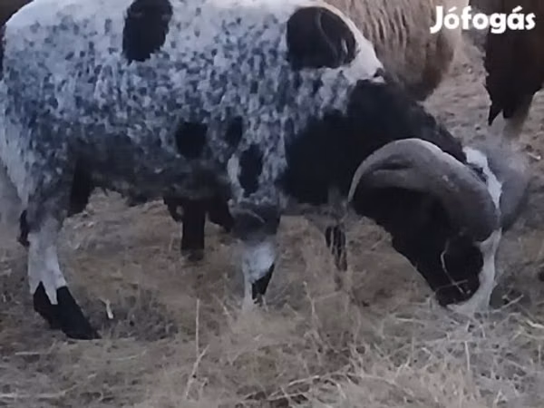 ஆண் ஆடு, Jacob's sheep