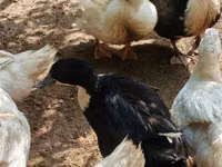 Niemiecki Pekin — zdjęcie 6