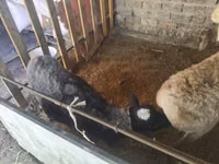 كبش, Rhon sheep — الصورة 1