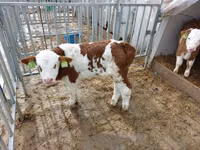 Buqa, Simmental cattle — 2-rasm