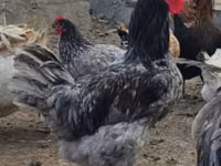 Australorp — foto 1