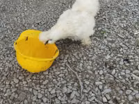 სილკი — ფოტო 7