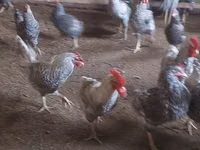 Chickens — foto 2