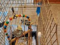 Nimfa (cockatiel) cütü və qəfəslə birlikdə komplekt. - 2 ədəd nimfa — 照片 1