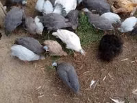 Guinea fowl — الصورة 1