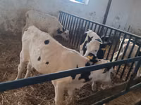 காளை, Russian Black pied cattle — புகைப்படம் 7