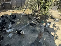 Ducks — Foto 5