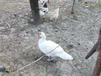 domácí kachna pižmová — foto 5