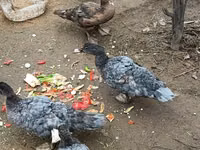 Ducks — foto 4