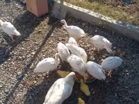 Ducks — foto 4