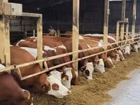 பசு, Simmental cattle — புகைப்படம் 2