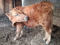 雄牛, Simmental cattle — 写真 1