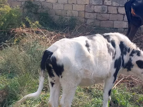 பசு, கோல்ஷ்டின் இனம்த்
