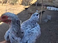 Chickens — foto 3