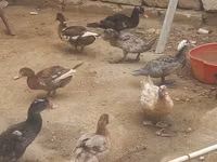 Ducks — புகைப்படம் 1