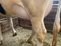 Kuh, Holstein-Rasse — Foto 1