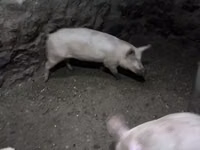 雌豚, 豚 — 写真 1