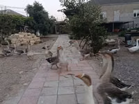 Geese — الصورة 2