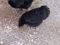 Chickens — Foto 1