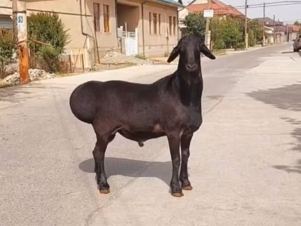 Qoç, Qoyunlar