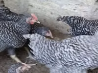 Chickens — 2-rasm