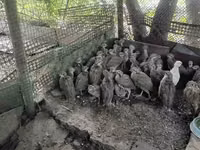 Guinea fowl — foto 2