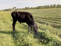 Skot (série, pohlaví neuvedeno), Skot — foto 4