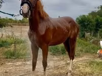 Айғыр, Quarter Horse — 7-сурет