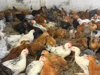 Chickens — foto 2