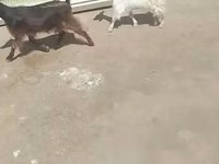 Cabras (lote, sexo no especificado), Cabras — foto 2