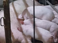 Boar, Pigs — photo 2
