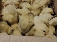 Chickens — 4-rasm