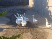 Geese — foto 2