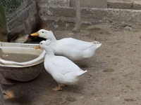 Německý pekin — foto 3