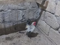 Yapon Bantam — foto 4