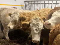 母牛, Simmental cattle — 照片 5